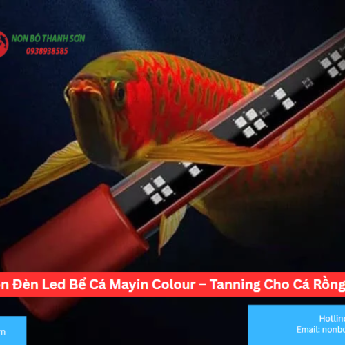 Cách Chọn Đèn Led Bể Cá Mayin Colour – Tanning Cho Cá Rồng Phù Hợp