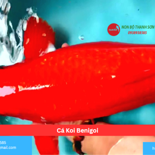 Cá Koi Benigoi