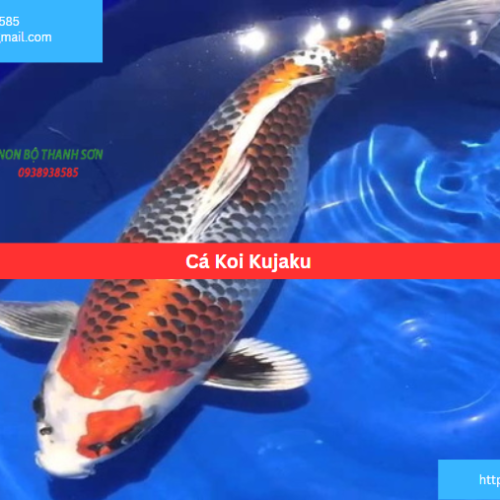 Cá Koi Kujaku