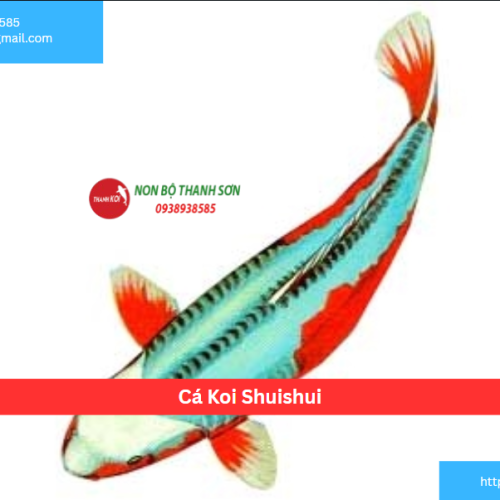 Cá Koi Shuishui