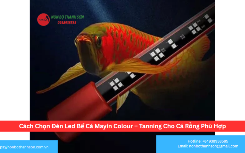 Cách Chọn Đèn Led Bể Cá Mayin Colour – Tanning Cho Cá Rồng Phù Hợp