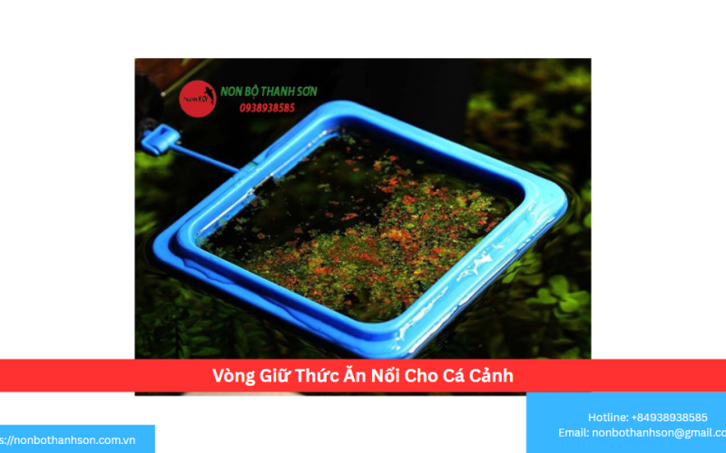 Vòng Giữ Thức Ăn Nổi Cho Cá Cảnh