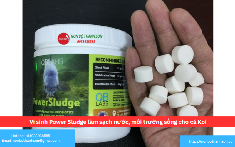 Vi sinh Power Sludge làm sạch nước, môi trường sống cho cá Koi