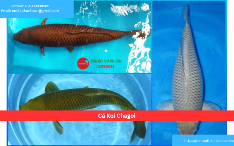 Cá Koi Chagoi