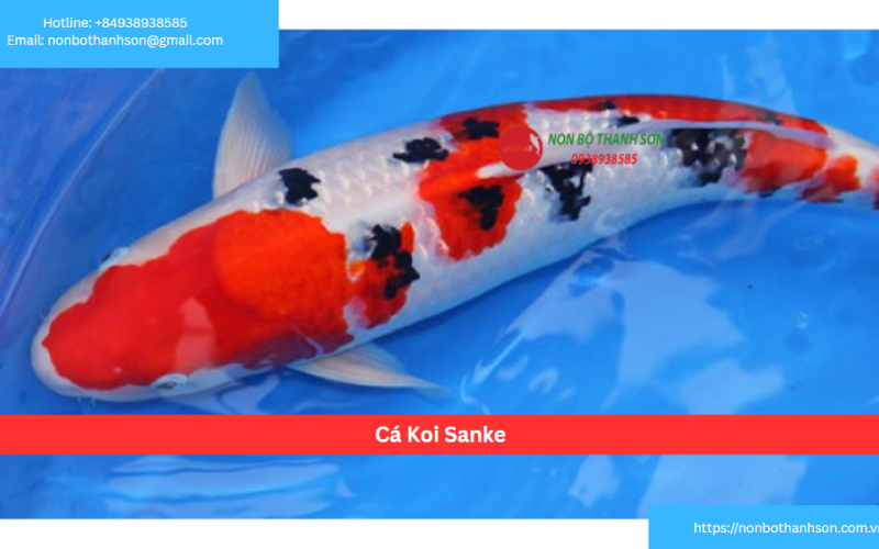 Cá Koi Sanke