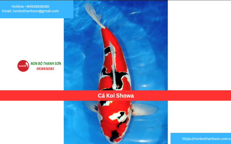 Cá Koi Showa