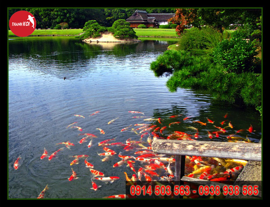 Thiết kế hồ cá Koi Nhật Bản tỉnh Đồng Nai, hồ cá koi đẹp, ho ca koi dep