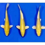 [Marudo] Yamabuki size 12-15cm (kiện 120pcs)