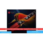 Cách Chọn Đèn Led Bể Cá Mayin Colour – Tanning Cho Cá Rồng Phù Hợp