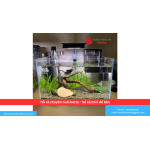 Hồ cá chuyên nuôi betta – bể cá mini để bàn