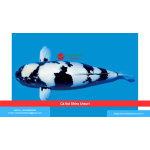 Cá Koi Shiro Utsuri