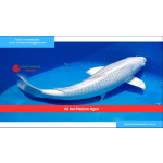 Cá Koi Platium Ogon