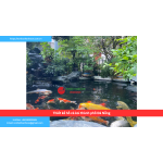 Bảng báo giá thiết kế hồ cá koi thành phố Đà Nẵng