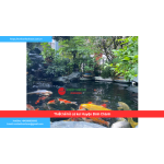 Bảng báo giá thiết kế hồ cá koi Huyện Bình Chánh
