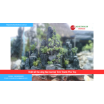 Bảng báo giá thiết kế thi công hòn non bộ Tỉnh Thành Phú Thọ