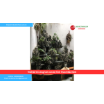 Bảng báo giá thiết kế thi công hòn non bộ Tỉnh Thành Bắc Ninh