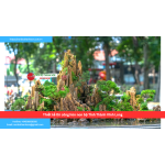 Bảng báo giá thiết kế thi công hòn non bộ Tỉnh Thành Vĩnh Long