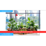 Bảng báo giá thiết kế thi công tiểu cảnh sân vườn Cà Mau