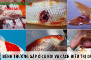 Cá koi thường bị bệnh gì?