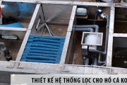 Cách Bố Trí Lọc Hồ Cá Koi: Bí Quyết Tạo Nên Hồ Cá Đẹp, Sạch, Chuẩn Phong Thủy