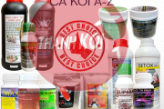 Cách Phòng Bệnh Cho Cá Koi: Hướng Dẫn Chi Tiết Để Nuôi Cá Koi Khỏe Mạnh