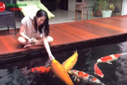 Làm Sao Để Cá Koi Hết Nhát: Bí Quyết Từ Chuyên Gia