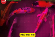 Ngâm Thuốc Tím Cho Cá Koi Bao Lâu? Hướng Dẫn Chi Tiết Cho Người Nuôi Cá