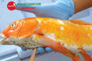 Tại sao cá bị nấm trắng? Nguyên nhân, cách phòng ngừa và điều trị hiệu quả