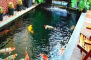 Thiết kế hồ cá koi mini trong nhà