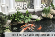 Xây hồ cá koi 5m2 có thể nuôi được bao nhiêu con ?