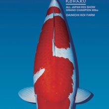 [Dainichi] Kohaku size 24-28cm (kiện 20pcs)