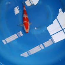 [Kondo HQ] Kohaku size 18-22cm (kiện 40pcs)