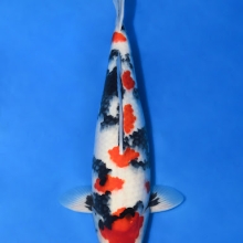 [Marudo] Gosanke size 17-22cm (kiện 40pcs)