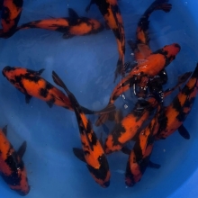 [Marusei] Hi Utsuri size 30-35cm 15pcs (kiện 1)