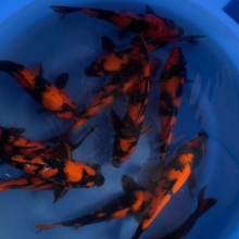 [Marusei] Hi Utsuri size 30-35cm 15pcs (kiện 2)