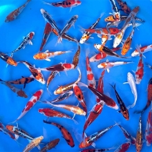 [Marusei] Red Karashi size 14-16cm (kiện 40pcs)