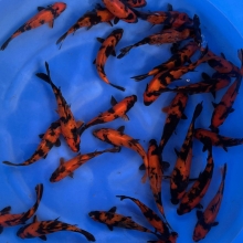 [Marushin] Hi Utsuri size 18-22cm 30pcs (kiện 1)