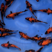 [Marushin] Hi Utsuri size 18-22cm 30pcs (kiện 2)