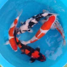 [Omosako] Shiro size 11-15cm (kiện 50pcs)