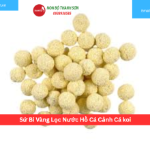 Sứ Bi Vàng Lọc Nước Hồ Cá Cảnh Cá koi