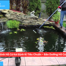 Vệ Sinh Hồ Cá Koi Định Kì Tiêu Chuẩn – Bảo Dưỡng Hồ Cá Koi