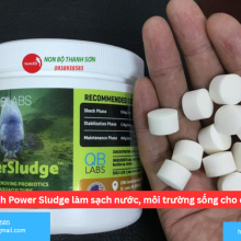 Vi sinh Power Sludge làm sạch nước, môi trường sống cho cá Koi