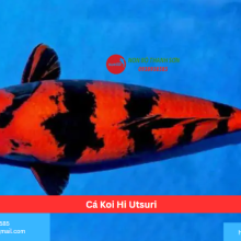 Cá Koi Hi Utsuri