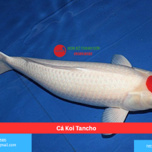 Cá Koi Tancho