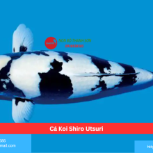 Cá Koi Shiro Utsuri
