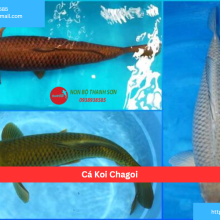 Cá Koi Chagoi