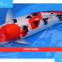 Cá Koi Sanke
