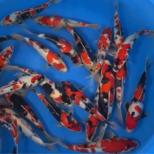 [Sekiguchi] Jumbo Tateshita size 30-38cm 24pcs (kiện 2)