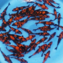 [Shinoda] Hi Utsuri size 12-14cm (kiện 40pcs)