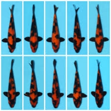 [Shinoda] Hi Utsuri size 15-18cm (kiện 40pcs)